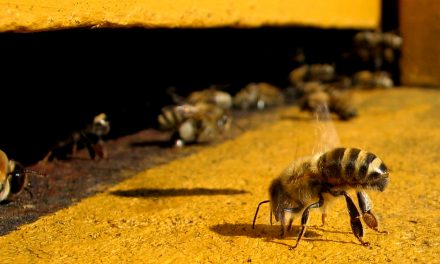 United Nations Issues Global Warning! Mass Die-Off Of Bees Is Causing Food Production Decline—Action Must Be Taken Now Or Else…