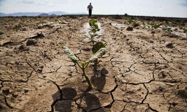 “Severe Food Shortage Will Strike America Soon!” Says CIA General, While Massive Bee Death Wreaks Havoc On Our Food Supply